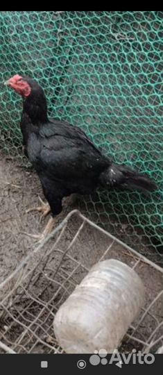 Куры бойцовые