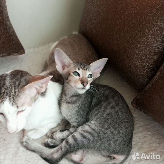 Ориентальные котята