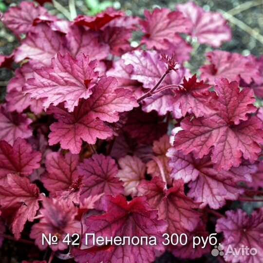 7 Многолетники. Продаю гейхеры