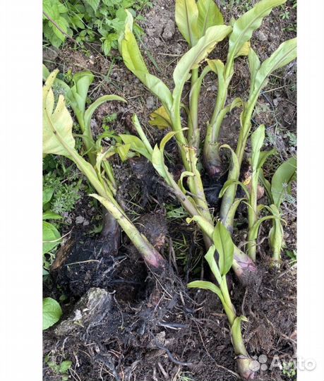 Банановое дерево(пальма)