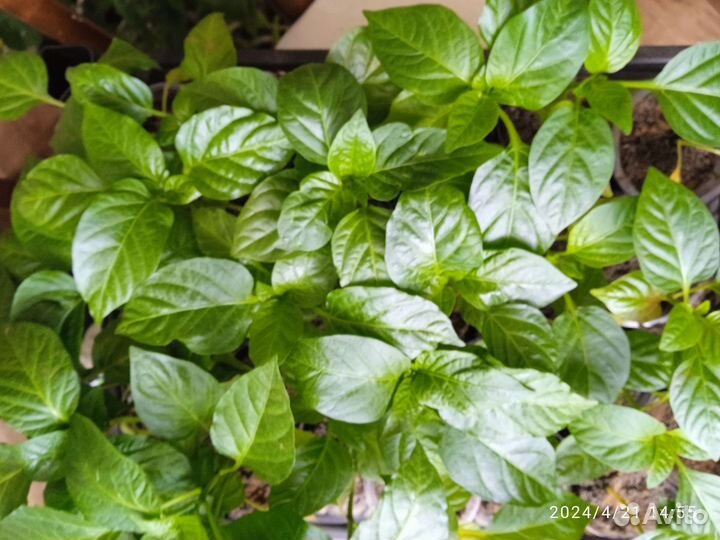 Рассада сладкого перца