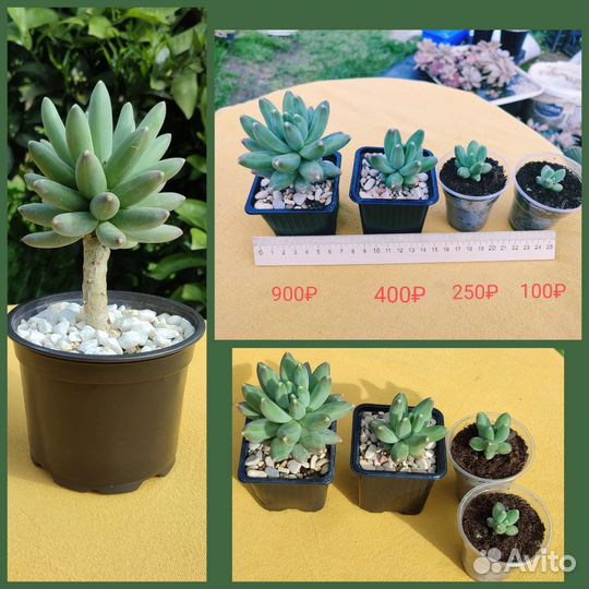 Суккуленты