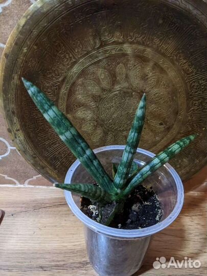 Сансивьерии