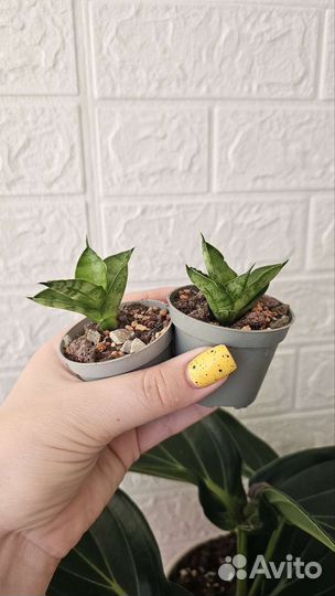 Сансевиерия бонселенсис