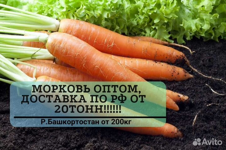 Морковь оптом без посредников от 20 тонн
