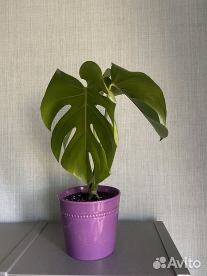 Монстера делициоза