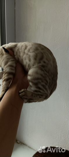 Бенгальский котëнок