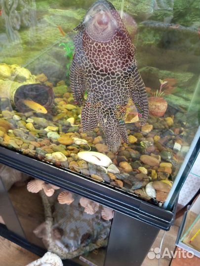 Аквариумные рыбки