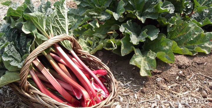 Саженцы и многолетние цветы.различные луковичные