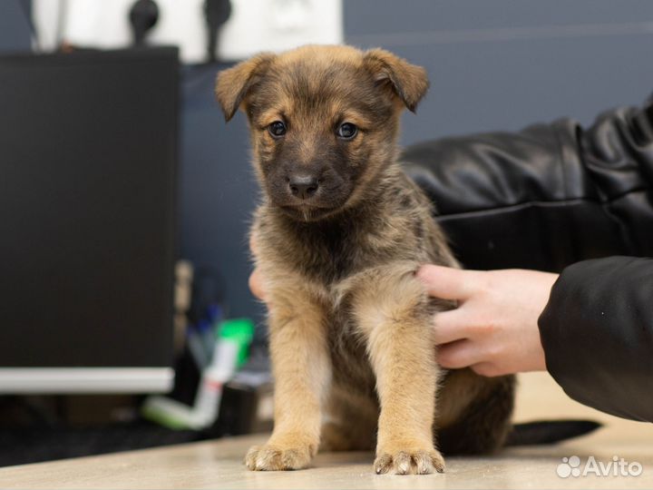 Щенки в добрые руки