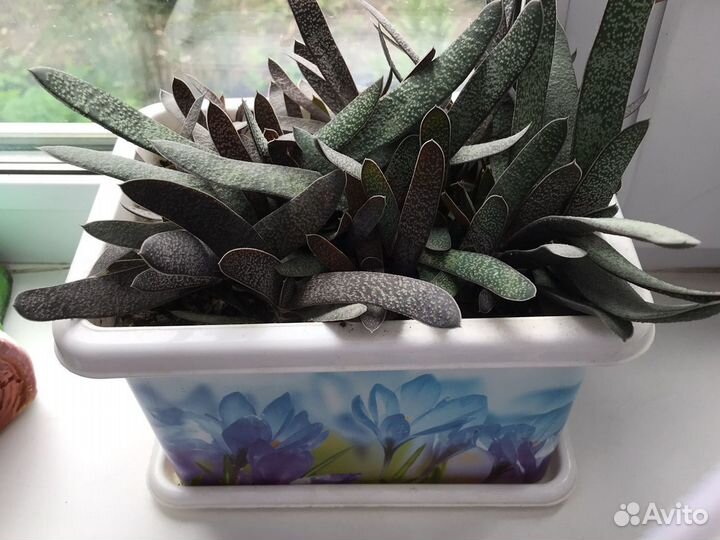 Суккуленты: хавортия, гастерия за шоколадку