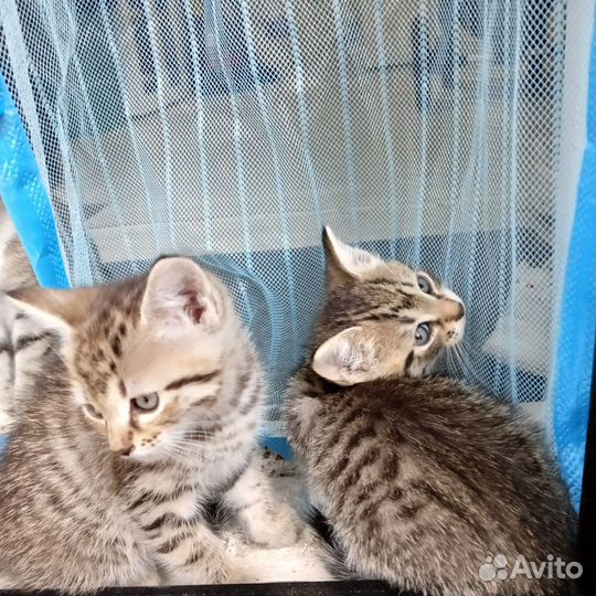 Два кота 2 месяца, отдам