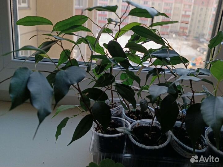 Фикус Бенджамина