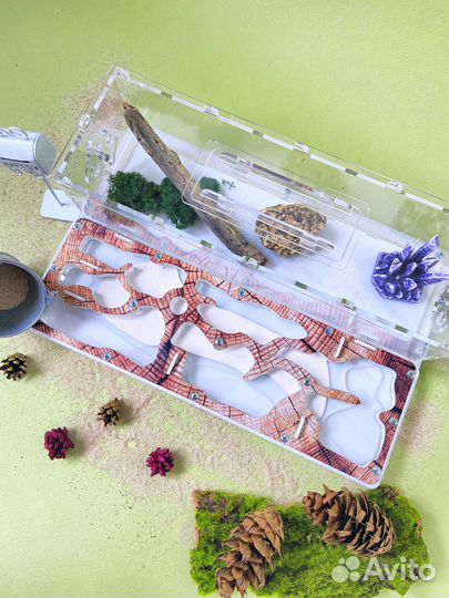 Муравьиная ферма с муравьями