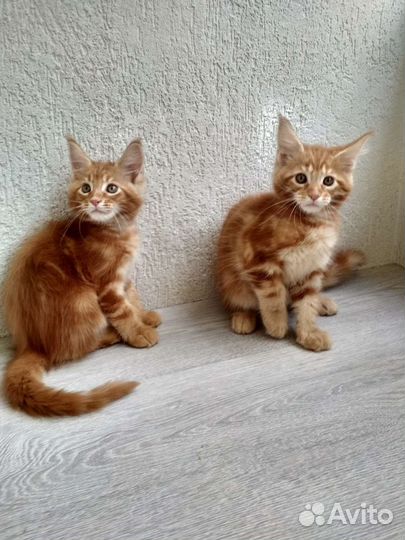 Котята мейн-кун