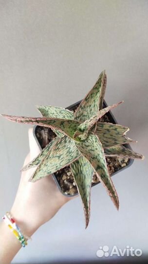 Суккуленты из коллекции