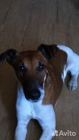 Фокстерьер для вязки