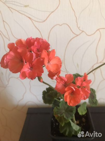 Пеларгония герань зональная, королевская