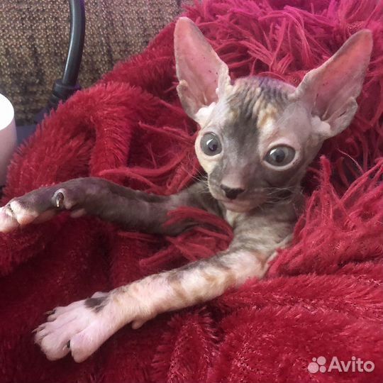 Донской сфинкс котята