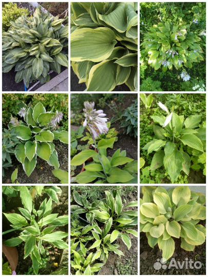 Хоста, роза