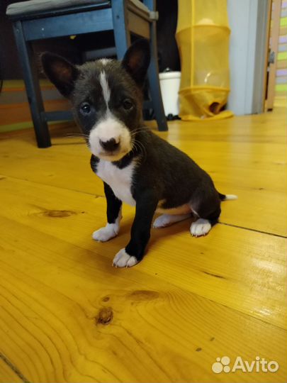 Щенки басенджи