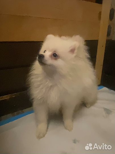 Щенки шпица