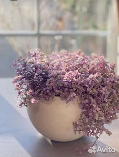 Коллизия розовая пантера и бьянка