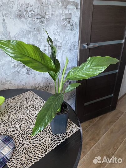 Спатифиллум