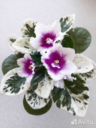 Сортовые фиалки цветущие