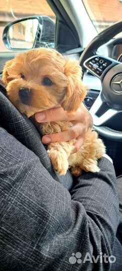 Щенки мальтипу f1 мини