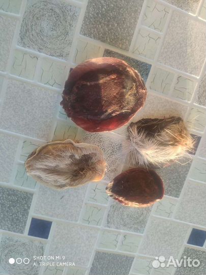 Шкурки соболя и др