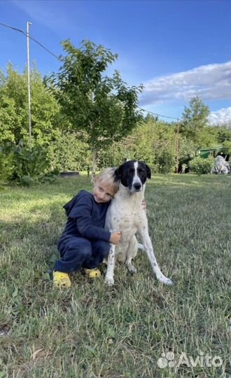 Самые лучшие собаки