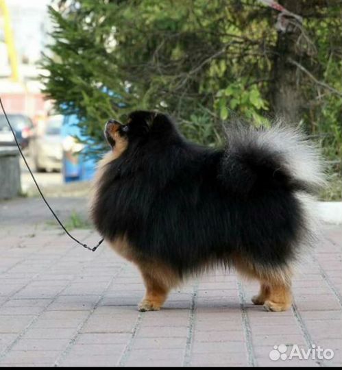 Малый немецкий шпиц. Вязка