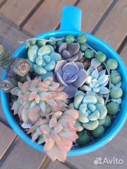 Суккуленты