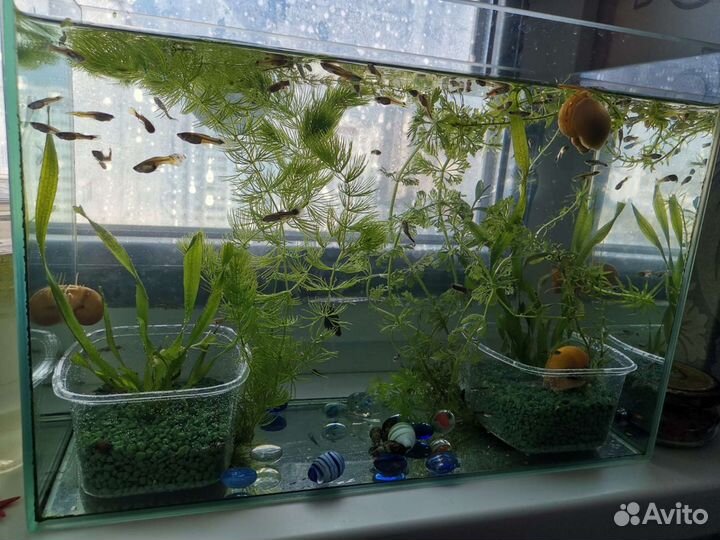 Рыбки Гуппи, 10 штук