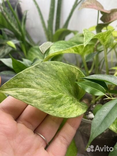 Эпипренум марбл квин