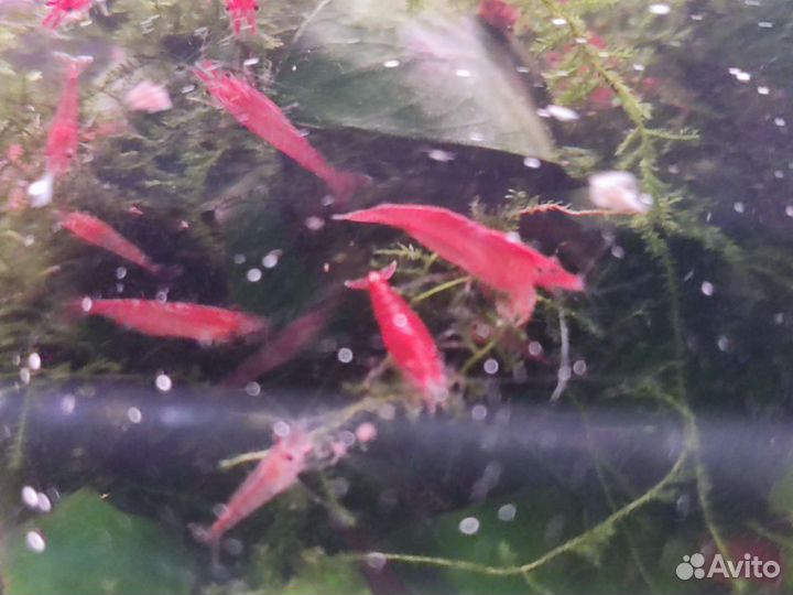 Аквариумные креветки