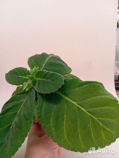 Продаю растюшки глоксинии