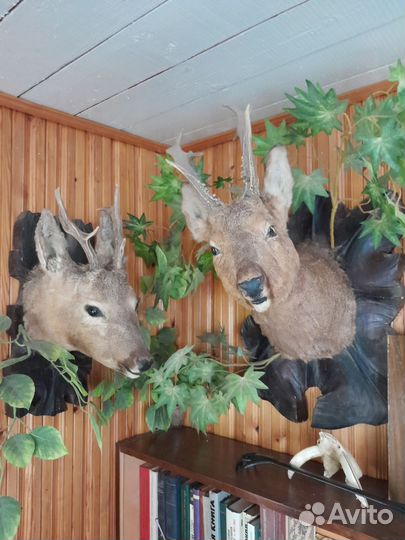Чучело головы косули