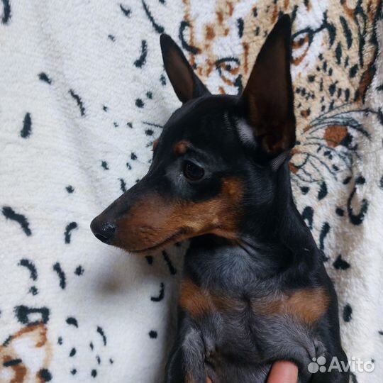 Щенки цвергпинчера