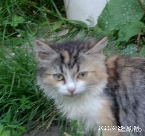 Пушистый котёнок (3,5 месяца) в беде