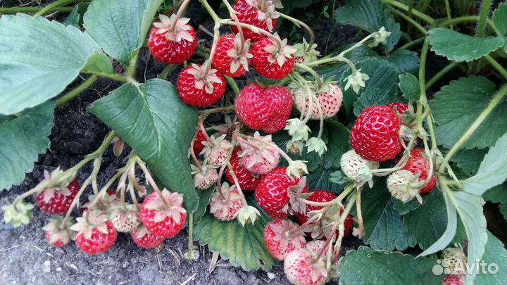 Рассада ремонтантной клубники