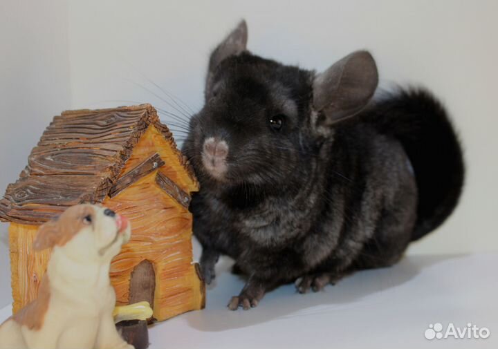 Шиншилла девочка Экстра дарк (темный)