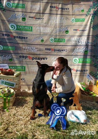 Услуги хендлера