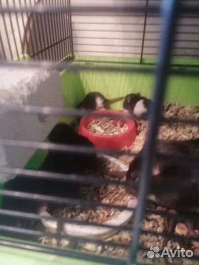 Декоративная крыса