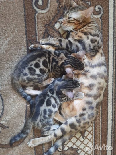 Продаются настоящие леопардики