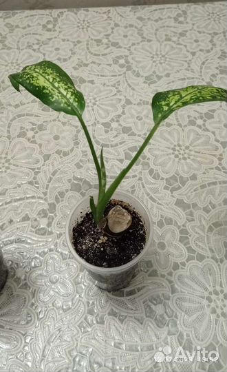 Диффенбахия