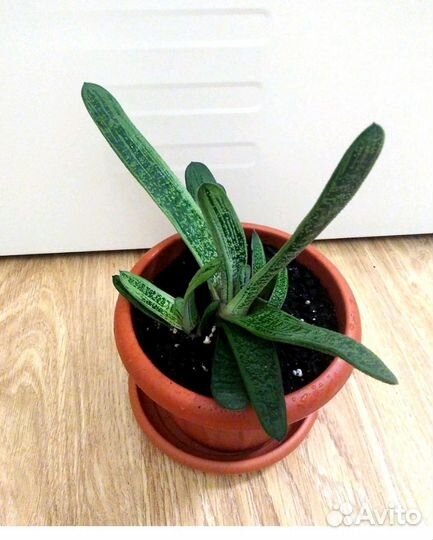 Гастерия суккулент