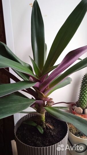 Традесканция рео