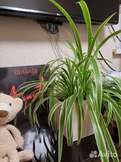 Домашние растения